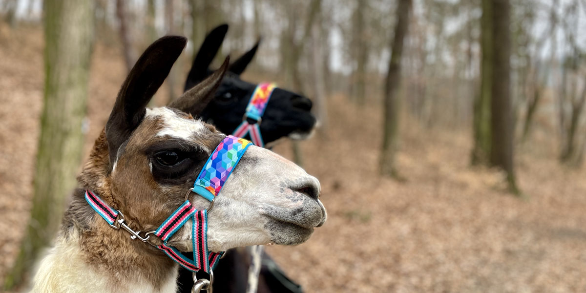 LamaGold - Postroje pro lamatrekking